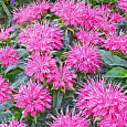 Монарда гибридная Крофтвэй Пинк Монарда гибридная Крофтвэй Пинк