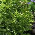 Бузина черная Варигата