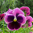 Виола крупноцветковая Селло Неон Парпл