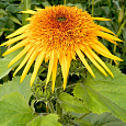 Подсолнечник однолетний Сириус Подсолнечник однолетний Сириус