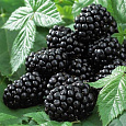 Ежевика Карака Блэк Ежевика Карака Блэк