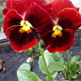 Виола (Фиалка, Анютины глазки) гибридная Красная шапочка Виола (Фиалка, Анютины глазки) гибридная Красная шапочка