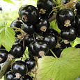 Смородина черная Волшебница Смородина черная Волшебница
