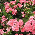 Флокс друммонда Промис розовый Флокс друммонда Промис розовый