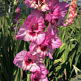Гладиолус крупноцветковый Грейхаунд Гладиолус крупноцветковый Грейхаунд