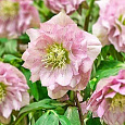 Морозник восточный Double Light Rose Морозник восточный Double Light Rose