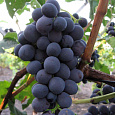 Виноград культурный Северный сладкий