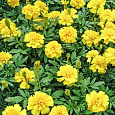 Бархатцы отклоненные махровые Бой желтые Бархатцы отклоненные махровые Бой желтые