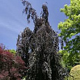 Бук лесной Purple Fountain 