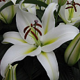 Лилия ОТ-гибрид Кокосса Лилия ОТ-гибрид Кокосса