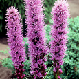 Лиатрис колосковый Флористан Вайолит